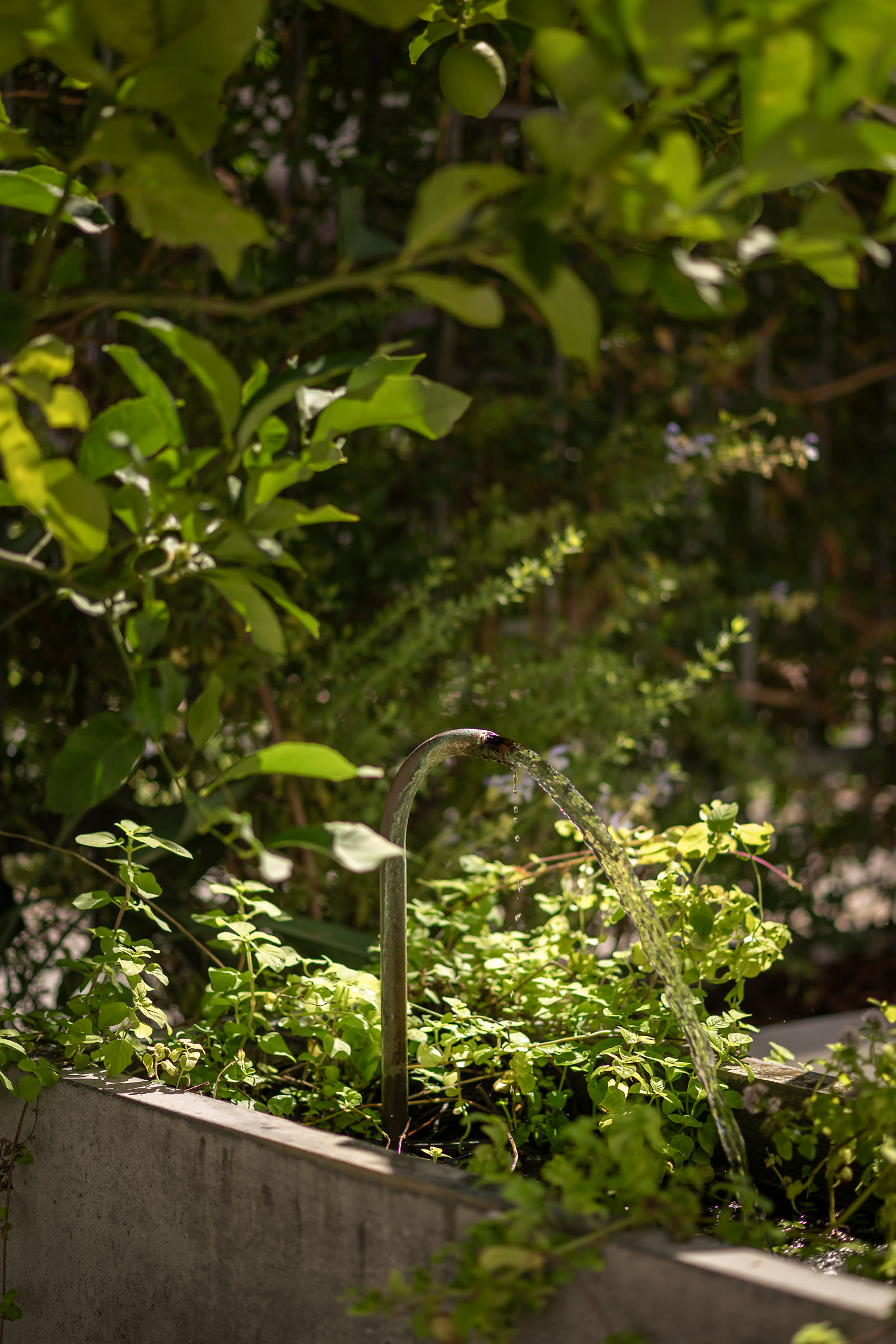 Lush indigenous gardens at iGadi House